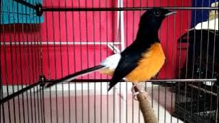 Murai borneo Bigboss