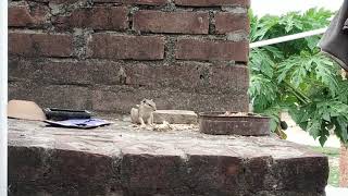 Amazing Squirrel | गिलहरी  की मस्ती | Nature talkies
