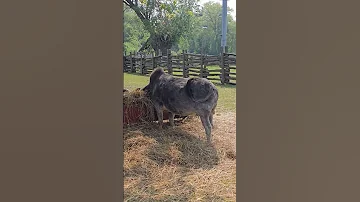 Zebu Cow Is Close By Eating At Lunchtime Toronto Canada Jun 22 2025 
