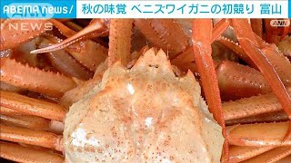 紅色鮮やか約2100匹並ぶ　富山湾に秋の味覚　射水市の新湊漁港でベニズワイガニ初競り(2023年9月2日)