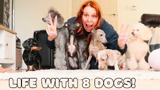 Day in my life with 8 dogs