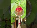 Subh labh ......🙏On this diwali decorate your door with crazy item 😍😍 🥰#diwalispecial#trendingvideo