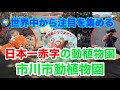 世界中で話題のパンチくんに会いに【市川市動植物園へ】日本一赤字の動植物園