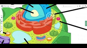 How is a tree built? Biology example with Infinity Maps