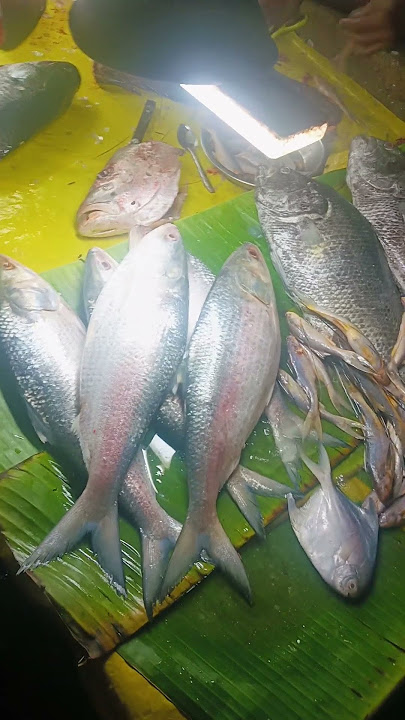 Big ilishi fish#viral #shorts