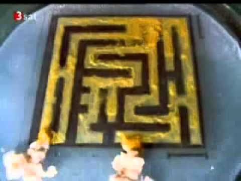 Slime Mold Physarum Finds the Shortest Path in a Maze