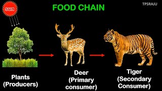 6th science, 3rd chapter, part-3 FOOD CHAIN and FOOD WEB