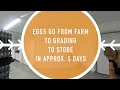 Farm Food 360 Tour - Egg