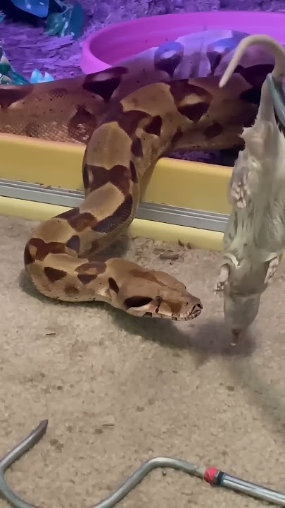 Now It is The Boa Constrictors Turn! 🐍 #snake