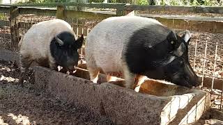 Schweine im Trog