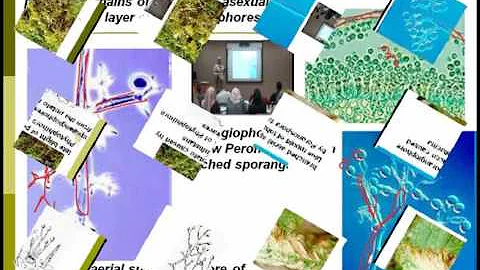Lecture (10) :  Fungi like Organisms and True Fung...
