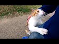三毛猫の散歩に付いていってみたら途中から強烈に甘えてくる様になった