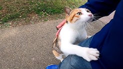 Impressed Cat Video Youtube