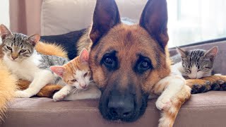 German Shepherd and Kittens are the Best Friends of All Time!