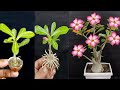 How To Propagate Adenium In Egg shell &amp; Use Aloe vera To Make Root Growing Fast/ Adenium propagation