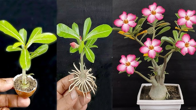 Efficient Adenium Propagation With 2024