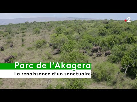 🇷🇼 Rwanda : la renaissance du parc de l&rsquo;Akagera, un sanctuaire pour les animaux