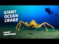 The Giant Japanese Spider Crab