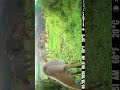Have you ever seen Nilgai behave this way? #wildlife #nature #trailcamera