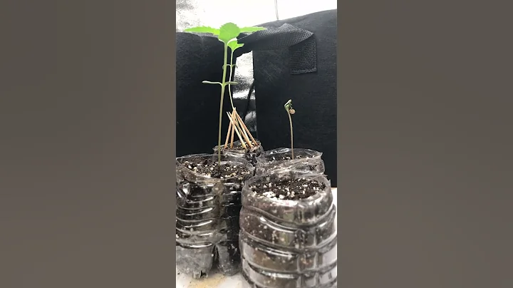 Cannabis Plant Time Lapse Pt.2 #cannabis #seedling #grow #plants #plant
