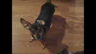 Pickle, The Adoptable Min Pin/Dachshund