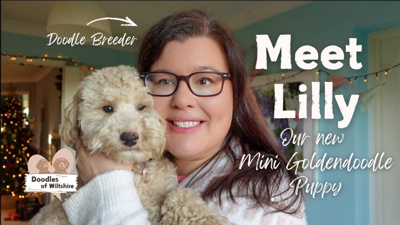 Meet Lilly the Mini Goldendoodle | Future Mama at Doodles of Wiltshire