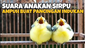 SUARA ANAKAN SIRTU/CIPOH RIBUT KELAPARAN || SANGAT COCOK UNTUK PANCING INDUKAN