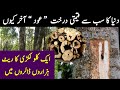 most expensive wood oud in the world | why agarwood tree expensive | oud ka drakht