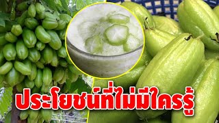 เปรี้ยวดี มีประโยชน์!!! สุดยอดสมุนไพร “ตะลิงปลิง” ลดไข้แก้ร้อนใน บรรเทาอาการริดสีดวง