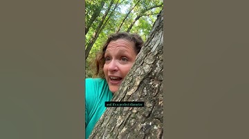 Certified tree hugger found the PERFECT hugging tree. 😂