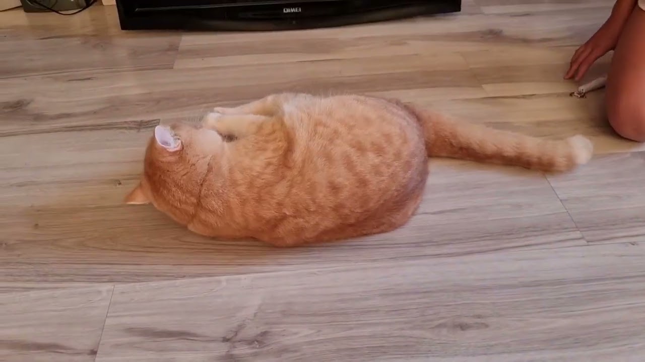 Ника и Ронька веселятся! 2025