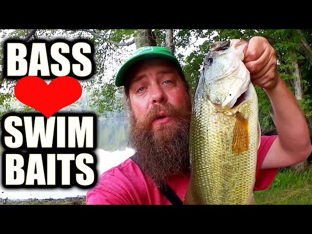 Largemouth Bass LOVE Keitech Swimbaits - Texas Rig Swimbait Fishing! 