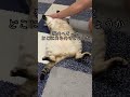 猫のへそってどこにあるの?