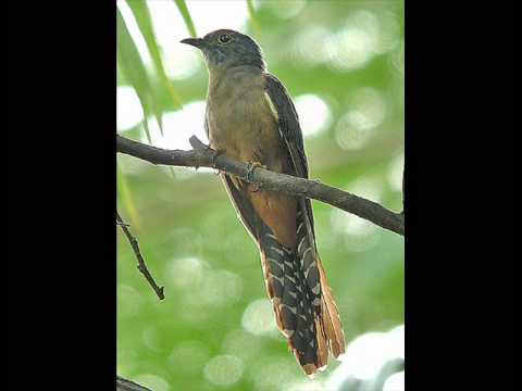 'The Cuckoo' ~ John Renbourn