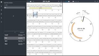 Loom: Restriction Enzymes and Codon Optimization