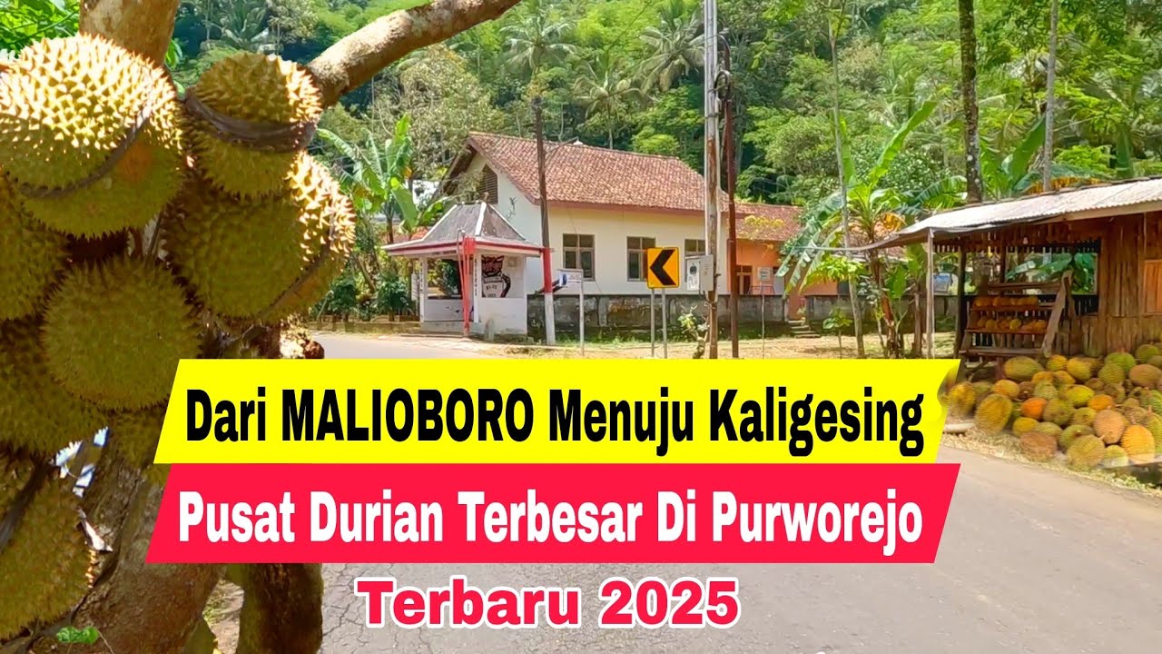Dari Malioboro Yogyakarta Menembus Perbukitan Menoreh Ke Kaligesing Pusat Durian Terbesar Purworejo