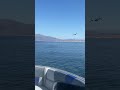 Surprise Osprey helicopter flyover at Lake Mead! #lakemead #flyover #surprise #boats #helicopter