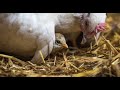 👉Pollo saliendo del huevo, rompiendo cascarón// así es la vida en el campo