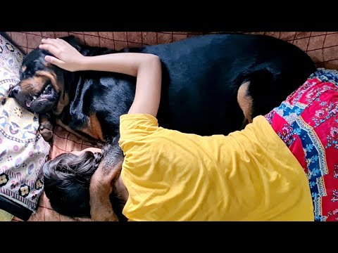 Unconditional love between my dog and little girl ||rottweiler dog.