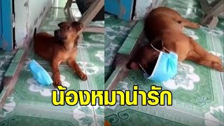 น้องหมาแสนรู้ ได้ยินเสียงคนจาม รีบหยิบแมสก์มาใส่ทันควัน