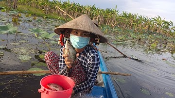 Em Gái Giăng Lưới Mùa Nước Nổi Gặp Đàn Cá Rô Phi Khủng- Mến đen vlogs