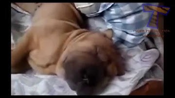 Video Khoảnh khắc hài hước nhất của động vật