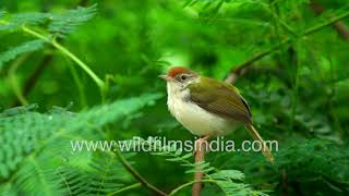 Darzi chidiya, Tailor Bird or Orthotomus sutorius - bird that stitches, tailors leaves into a nest