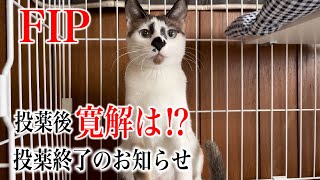 【FIPの投薬1ヶ月後】見違えるように逞しくなった「しろくま」をご覧ください