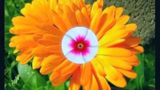 Bunny Debarge  A Woman In Love