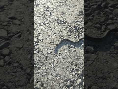 فيديو: ما الثعابين الموجودة في روسيا