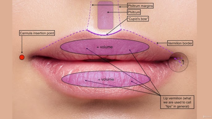 Anatomy of the Lip • Muscles, Nerves, Arteries, Function