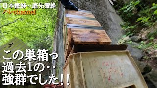 【日本蜜蜂】…庭先養蜂　3ヵ所の内見とそうじをします。仕掛けの撤去も…します。