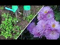 Размножение  корейских хризантем    Как правильно рассаживать хризантемы для крупного цветка