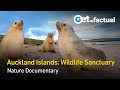 Savage Island Giants of New Zealand | Full Documentary